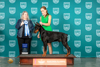 Doberman Pinscher #112 Fri Sun AG1 Judge Malinda Julien