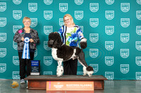 Poodle Std #217 Sun G1 Judge Mary Ellen Meyer
