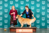 Golden Retriever #124 Sun G2 Judge Tracey Kallas