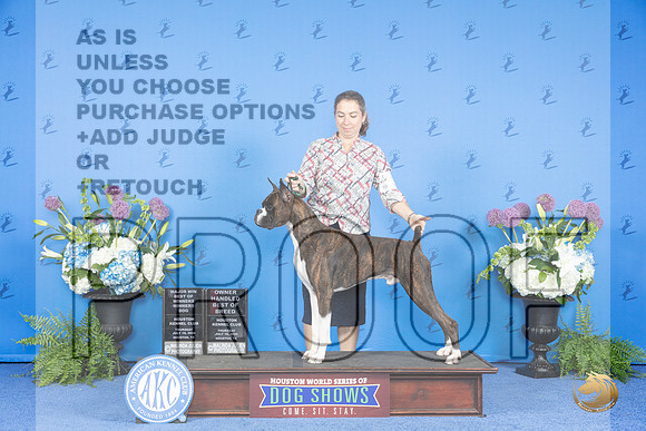Boxer #37 THUR WD BOW M BOBOH Judge Annella Cooper__JP_8039_Houston_2024_HR3