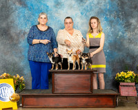Chihuahua Family #5 Sat