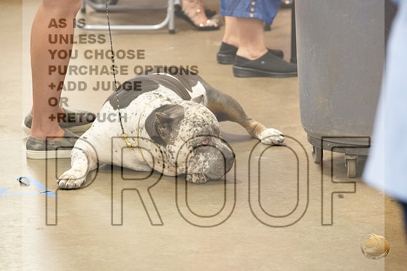 American Bully # Ringside Sat_JJL_3864_LongviewTX_2024_HR3