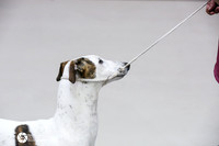 Hound Group Puppy Match Sat Ring (1)