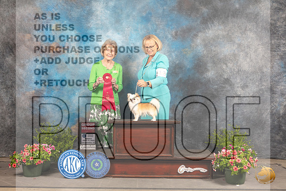 Chihuahua Long Coat #12 Sun G2 Judge Ann Bolus_MJ_1680_SA_2022_HR3