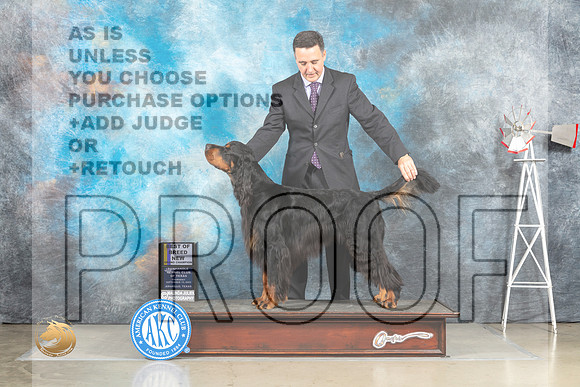 Gordon Setter #5 Sat BOBGr Judge Jill Warren_MJ_4675_Amarillo_2022_HR3