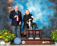 Boston Terrier #20 Th BOS OHBOB Judge John Constantine Amodei