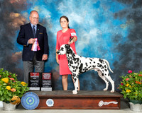 Dalmatian #11 Th BOSOHBOB Judge John Constantine Amodei