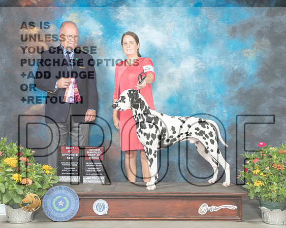 Dalmatian #11 Th BOSOHBOB Judge John Constantine Amodei_MMJ_0137_SanAnonio2021_HR3