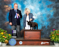 French Bulldog #26 Th WB Judge John Constantine Amodei
