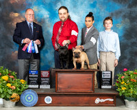 French Bulldogs #19 #28 Th BOWOHBOB SB Judge John Constantine Amodei