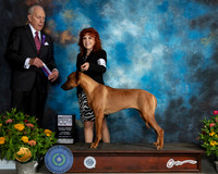 Rhodesian Ridgeback #26 Th RWBMaj Judge Robert Stein