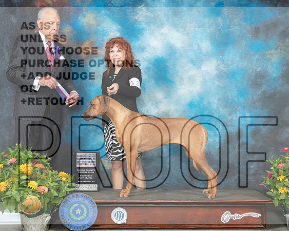 Rhodesian Ridgeback #26 Th RWBMaj Judge Robert Stein_MMJ_0124_SanAnonio2021_HR3