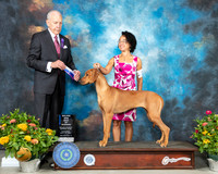 Rhodesian Ridgeback #28 Th BOW Maj Judge Robert Stein