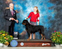 Rottweiler #12 Th BOB Judge Robert Stein