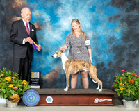 Whippet #15 Th BOB Judge Robert Stein