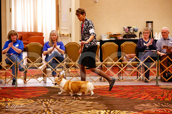 _JJ_9045-HstnCorgiFeb2015-HR3