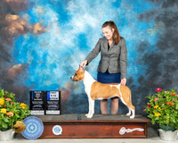 American Staffordshire Terrier #6 Th BOW Judge John Booth