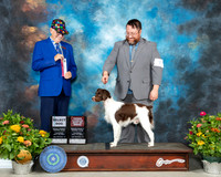 Brittany #7 Th SDOHBOB Judge Johnny Shoemaker
