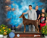 Doberman Pinscher #23 Th BOW Judge Ken Buxton