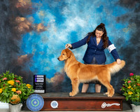 Golden Retriever #12 Th WB Judge Judy Brown