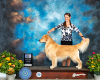 Golden Retriever #5 Th BOW Judge Judy Brown