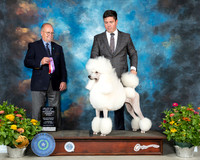 Poodle Std #14 Th BOSWBMaj Judge John Constantine Amodei
