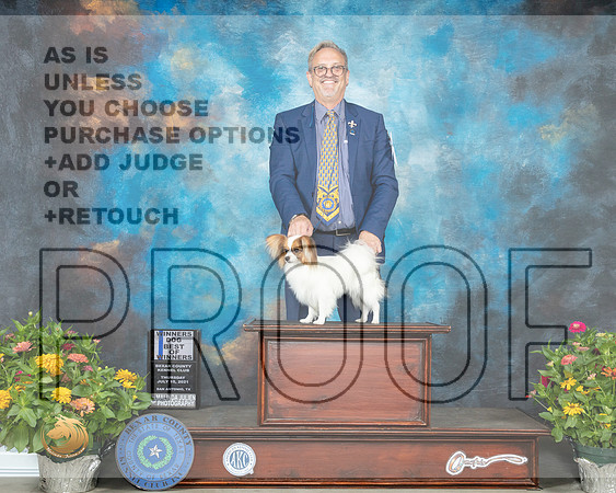 Papillon #7 Th BOW Judge Donna Buxton_MMJ_0231_SanAnonio2021_HR3