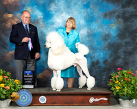 Poodle Std #15 Th BOWMaj Judge John Constantine Amodei