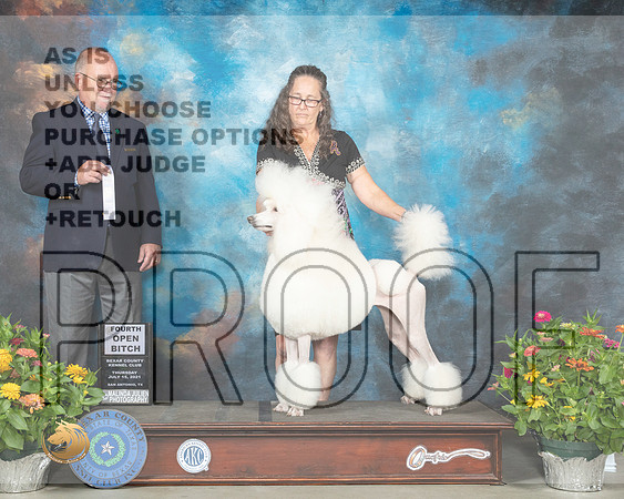 Poodle Std #20 Th OpnB4 Judge John Constantine Amodei_MMJ_0207_SanAnonio2021_HR3
