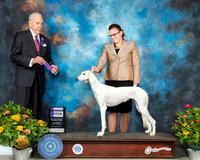 Saluki #10 Th WB Judge Robert Stein