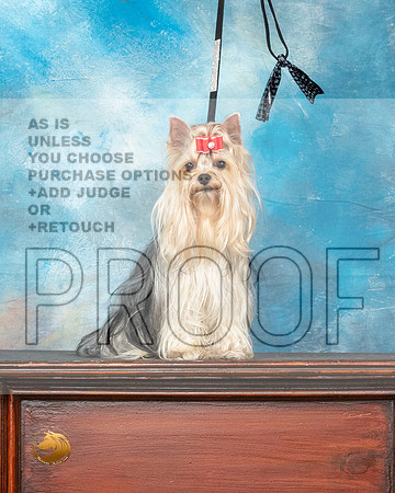 Yorkshire Terrier Benzie_MMJ_0183_SanAnonio2021_HR3