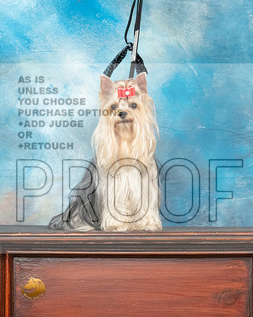 Yorkshire Terrier Benzie_MMJ_0185_SanAnonio2021_HR3