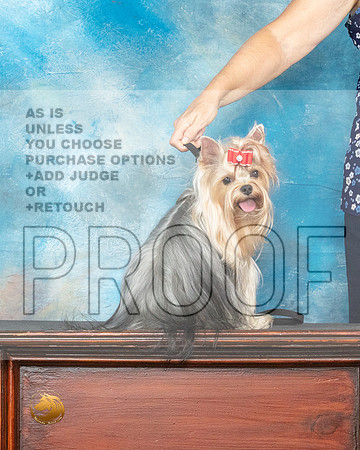 Yorkshire Terrier Benzie_MMJ_0189_SanAnonio2021_HR3