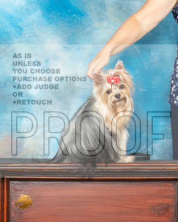 Yorkshire Terrier Benzie_MMJ_0190_SanAnonio2021_HR3