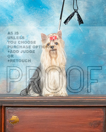 Yorkshire Terrier Benzie_MMJ_0188_SanAnonio2021_HR3