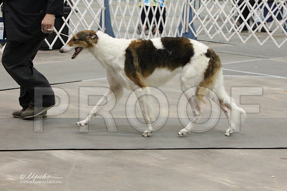 Borzoi-9729LR