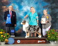 Australian Cattle Dog #17 Th G1 Judge Ken Buxton