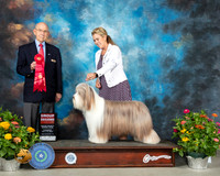 Bearded Collie #6 Th G2 Judge Ken Buxton