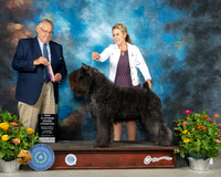Bouvier des Flandres #10 Th PGrCh Judge John Wade