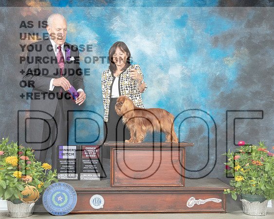 Cavalier King Charles Spaniel #10 Th BOB Judge Robert Hutton_MMJ_0279_SanAnonio2021_HR3
