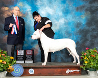 Dogo Argentino #6 Th BOW Judge Ken Buxton