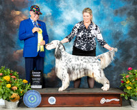 English Setter #5 Th G3 Judge Johnny Shoemaker