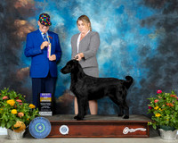 Flat Coated Retreiver #6 Th BOB Judge Johnny Shoemaker