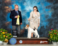 Fox Terrier #5 Th G3 Judge John Constantine Adomei