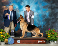 German Shepherd Dog #5 Th BOB Judge John Wade