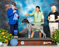 German Shorthaired Pointer #6 Th G1 Judge Johnny Shoemaker