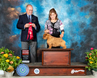 Norfolk Terrier #5 Th G2 Judge John Constantine Adomei