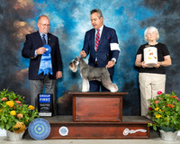 Schnauzer Mini #8 Th G1 Judge John Constantine Adomei
