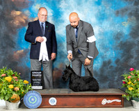 Scottish Terrier #8 Th G4 Judge John Constantine Adomei