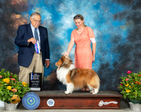 Shetland Sheepdog #19 Th BOWNCh Judge John Wade